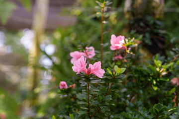 Fototapeta premium Close-up photo of pink 'Rhododendron indicum' flowers in bloom.