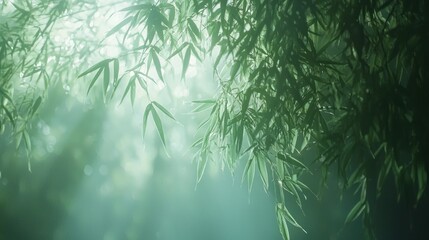 Serene Bamboo Leaves Illuminated By Soft Sunlight
