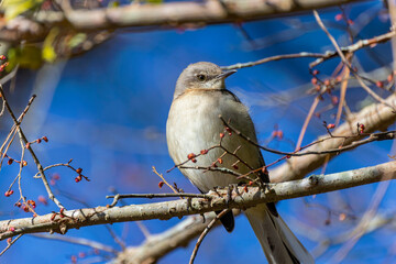 The northern mockingbird (Mimus polyglottos), bird commonly found in North America