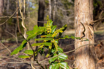 Mahonia x media 'Charity' flowering in winter