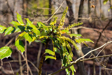 Mahonia x media 'Charity' flowering in winter