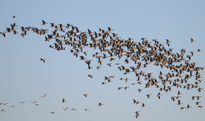 Flock of greylag geese in flight.