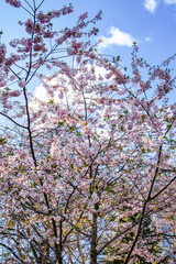 Blooming pink sakura tree against a bright blue sky with fluffy white clouds. Delicate cherry blossoms on thin branches create a vibrant spring scene.

