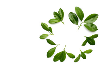 Obraz premium Fresh citrus green leaves on white background.