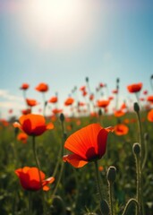 Obraz premium Sunlit field of beautiful blooming red poppy flowers and blue sky bokeh red bokeh abstract background glow design light texture effect sparkle