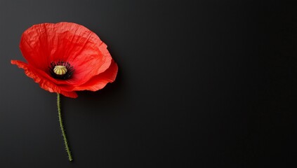 Bright red poppy flower placed elegantly against a black background, showcasing its delicate petals...