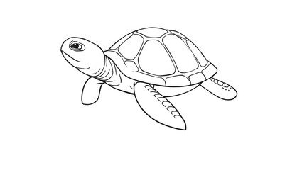 black and white turtle pictures for coloring