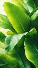 Fototapeta premium Lush Banana Leaves in Close-up Tropical Botanical Scene