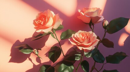 Fototapeta premium peach roses in sunlight