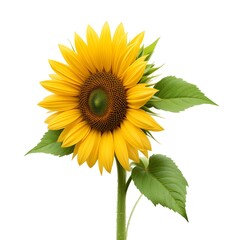 Obraz premium Sunflower with leaves isolated on white background.