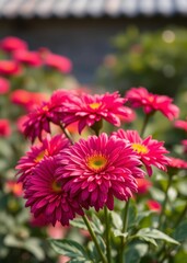 Chrysanthemum flowers in the garden shallow depth of field bokeh red bokeh abstract background glow design light texture effect sparkle