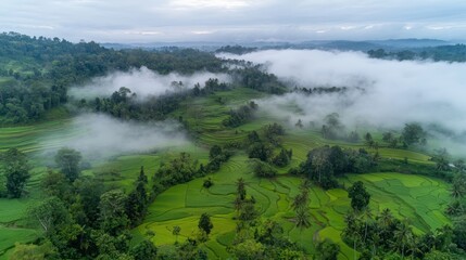 Lush Green Rice Terraces Enveloped In Morning Mist