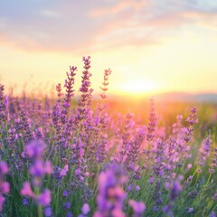 Obraz premium Serene sunset over vibrant lavender field.