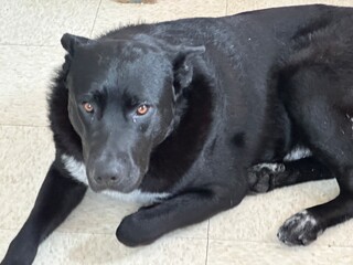 black labrador retriever