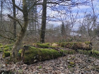 Tranquil Wilderness: A Moss-Covered Log Amidst Leafy Underbrush