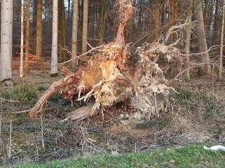 The Beauty of Decay: A Fallen Tree Revealing Its Inner Structure