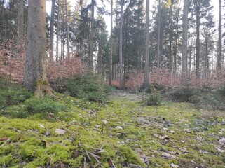 Forest Serenity: A Lush Green Carpet Under Tall Pines