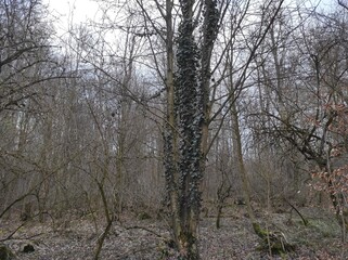 Nature's Embrace: Vines Clinging to a Bare Tree