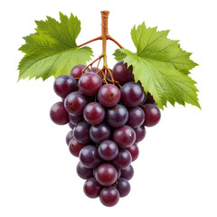 Fresh Purple Grapes Hanging on a Vine With Green Leaves Displayed