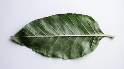 Obraz premium Single Green Leaf Nature Texture Eco Friendly Botany Plant Organic Sustainable Clo