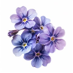 Purple Forget Me Not Isolated on White Background. Beautiful Forget Me Not Flower