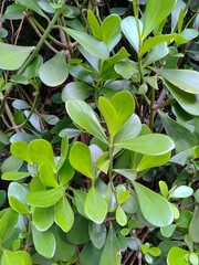 Green foliage of a plant of the genus Clusia