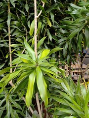 Green foliage in a tropical garden featuring a plant of the Dracaena genus