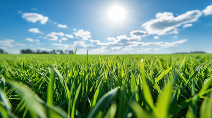 Obraz premium A close-up of lush green grass illuminated by the rays of the sun under blue sky.