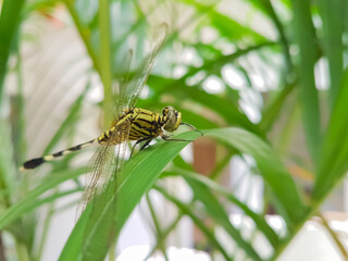 Dragonfly ( orthetrum Sabina ) perched on a palm plant