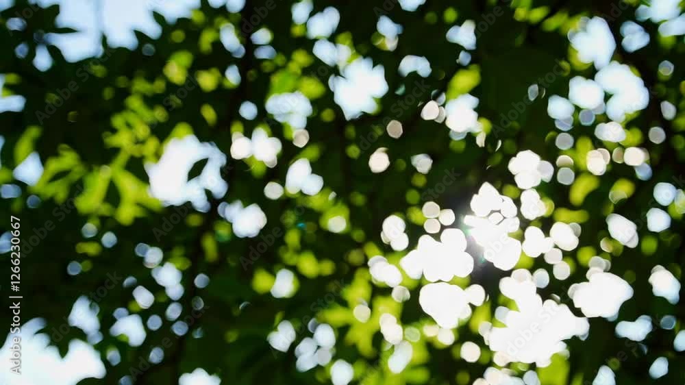 Poster sunlight filtering through green leaves creating natural bokeh effect, serene nature background. Tranquility and relaxation concept