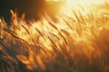 Golden wheat field bathed in warm sunlight during harvest season