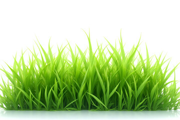 Fototapeta premium green fresh easter grass isolated on white background