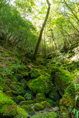 屋久島の白谷雲水峡の登山道の風景