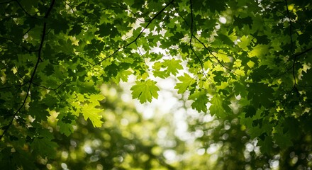 Fototapeta premium Sunlight Streaming Through Green Maple Leaves Canopy in Forest