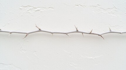 Vine branch with thorns on white stucco wall