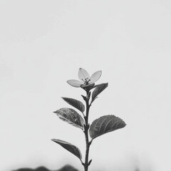 delicate flower stands tall against white background, showcasing its intricate petals and leaves. simplicity of composition highlights beauty of nature