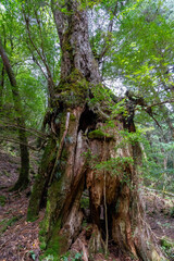 屋久島の白谷雲水峡の雷の落ちた屋久杉