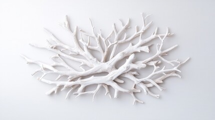 White bleached coral branches on white background, home decor