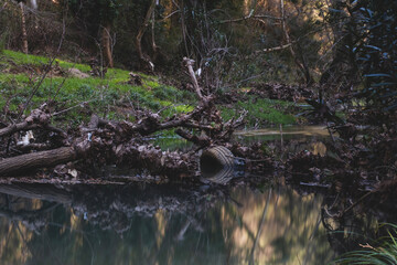 A car tire in a stream in the forest