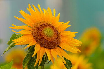 Obraz premium sunflower