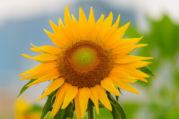 Obraz premium sunflower