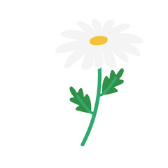 白いマーガレットの花のベクターイラスト