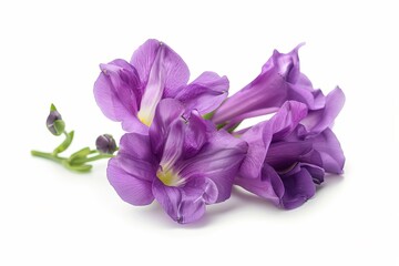 Naklejka premium Purple Freesia Isolated on White Background. Beautiful Freesia Flower