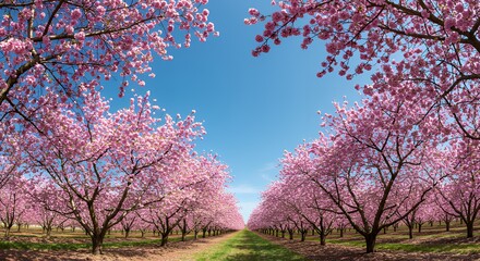Blooming Cherry Blossom Trees Against Blue Sky in Orchard Landscape