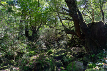 屋久島の白谷雲水峡の苔むす森