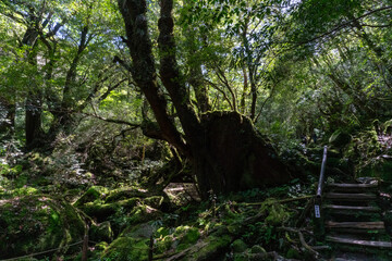屋久島の白谷雲水峡の苔むす森