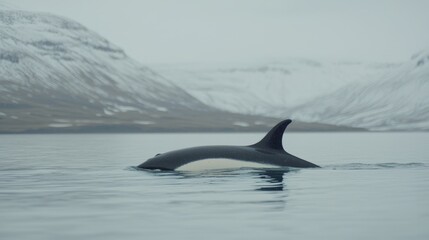 Fototapeta premium Orca swimming snowy fjord, Iceland, wildlife documentary