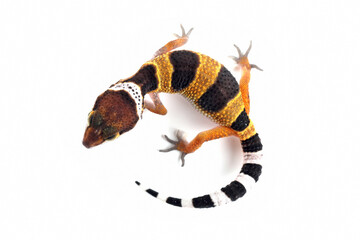 Baby Leaopard gecko closeup isolated on white background, Baby gecko closeup on white background,...