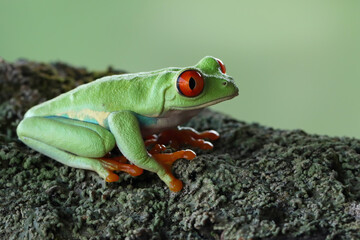 Red-eyed tree frog crawl on bark, Red-eyed tree frog (Agalychnis callidryas) closeup, Exotic animal of rain forest