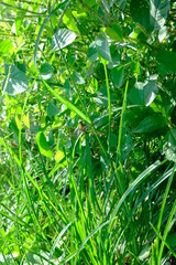Close-Up of a Dragonfly Resting on Lush Green Foliage in Natural Habitat